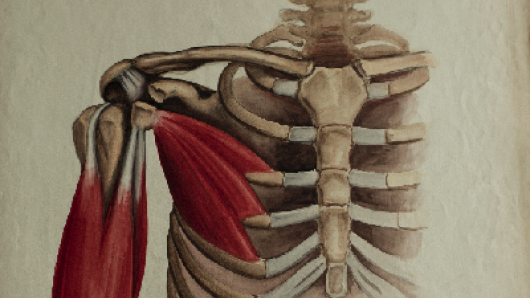 Illustration of a partial rib cage and arm bones.